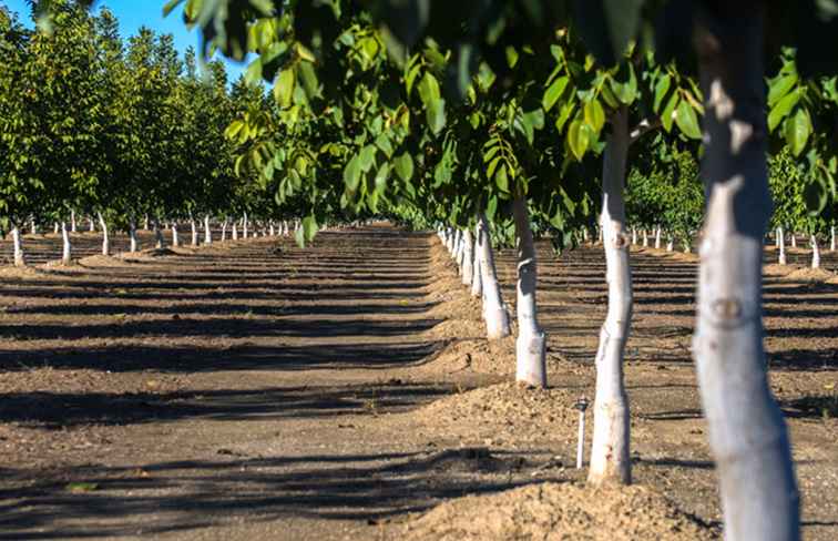 Guida a Apple Hill in California / California