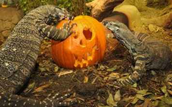 Diversión de Halloween para familias / Nueva York