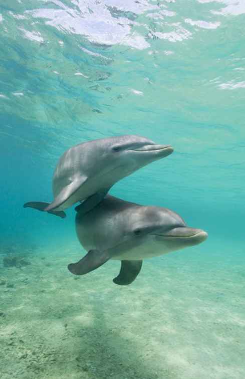 Flitterwochen in Honduras Erkunden Sie Roatan Island