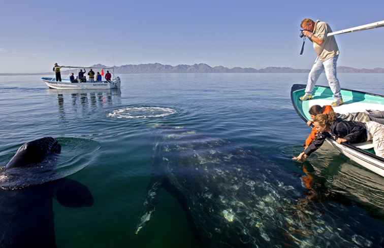 Hur man går Whale Watching i Baja California Sur, Mexiko / 
