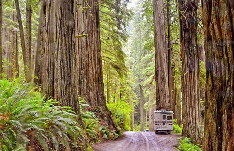 Jedediah Smith Redwoods State Park La guida completa / California