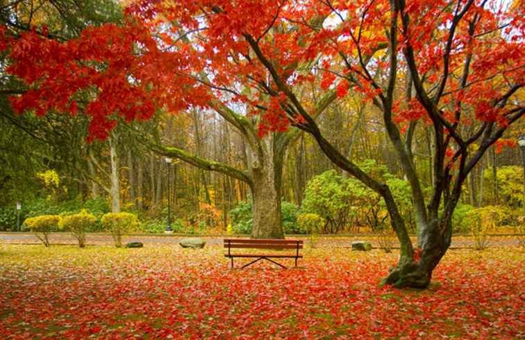 New England Fall Foliage Central / 