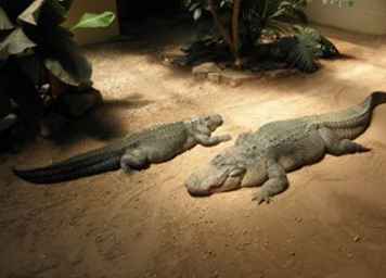 Tour fotografico del Reptiland di Clyde Peeling ad Allenwood, in Pennsylvania / Pennsylvania