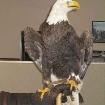 Foto's van een dag waarop Bald Eagle kijkt / Missouri