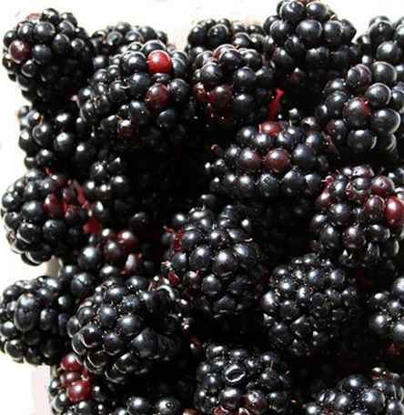 Wählen Sie Ihre eigenen Blackberry Farms in North Carolina