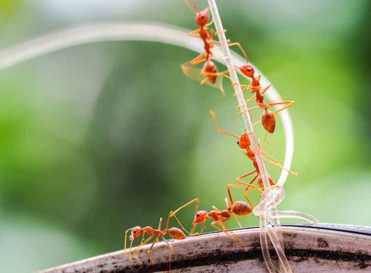 Les fourmis de feu importées rouges contre les fourmis de feu du sud / Arizona