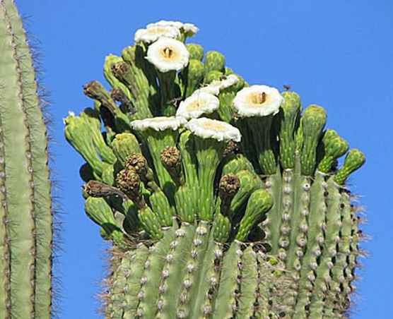 Saguaro Cactus Flowers / Arizona