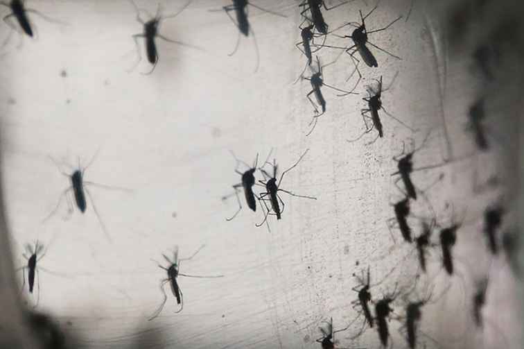 ¿Deberías preocuparte por Zika?
