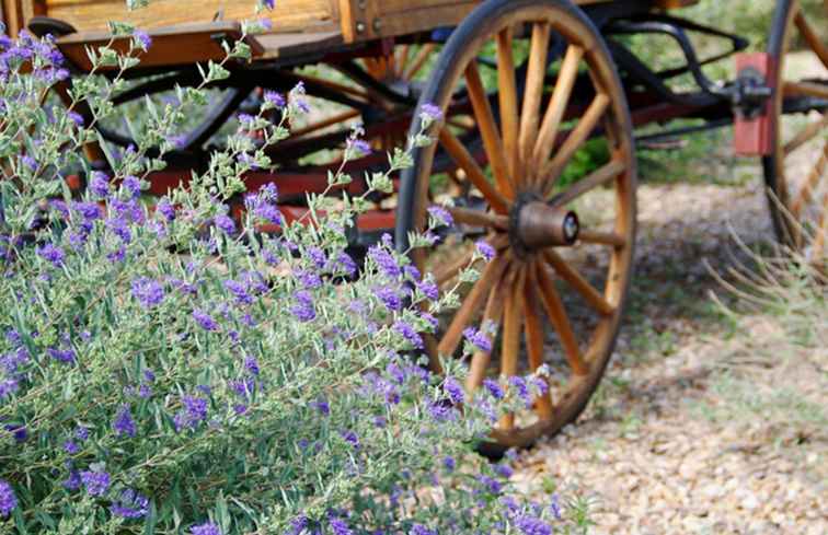 Texas Sage nel paesaggio di Phoenix / Arizona