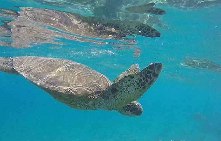 I 7 migliori tour di snorkeling di Maui da prenotare nel 2018