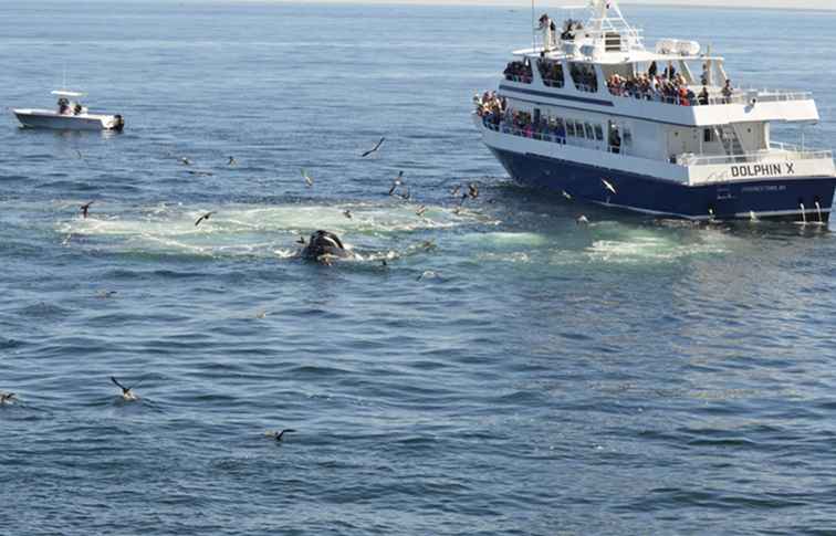 I 7 migliori tour di osservazione delle balene in Nuova Inghilterra da prenotare nel 2018 / Massachusetts