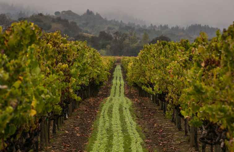 I 9 migliori tour del vino di Sonoma da acquistare nel 2018 / California