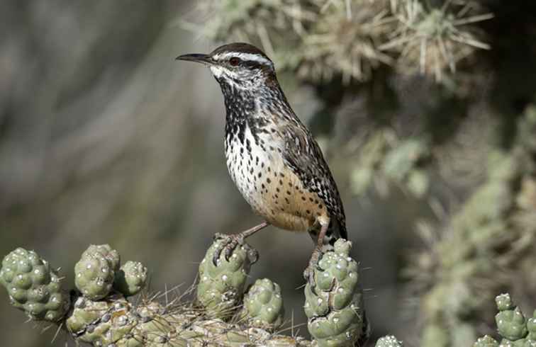 Cactus Wren är Arizona's State Bird / Arizona