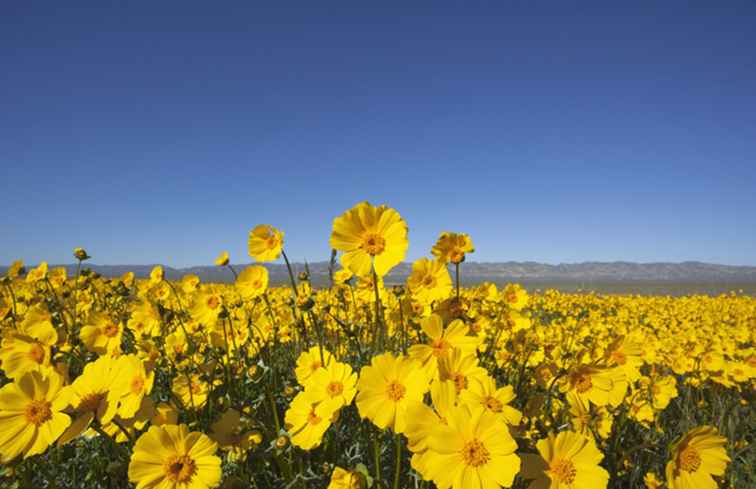 Le più belle destinazioni di fiori selvatici nel mondo / Strano & Amazing