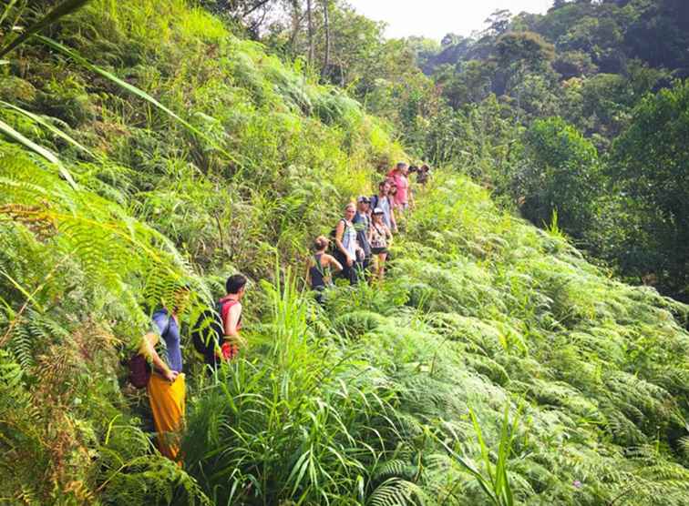 Viaggio trasformativo nella giungla di Panama / Panama