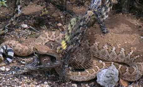 Western Diamondback Rattlesnakes Galleria di immagini
