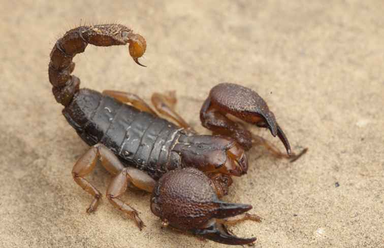 Ce qu'il faut savoir sur les piqûres de scorpion