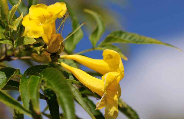 Gelbe Glocken Eine einfache Pflanze für die Landschaftsgestaltung der Wüste / Arizona