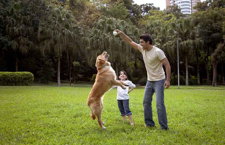 10 fantastici parchi per portare il tuo cane nella contea di Broward, in Florida / Florida