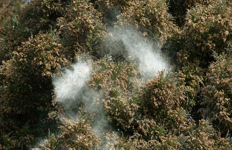 Allergie-Jahreszeiten in Austin / Texas