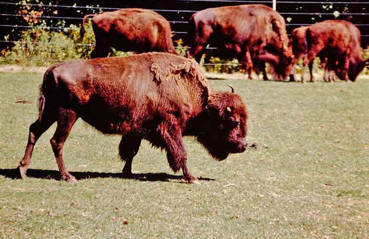 Alta Vista Bison Farm / Massachusetts