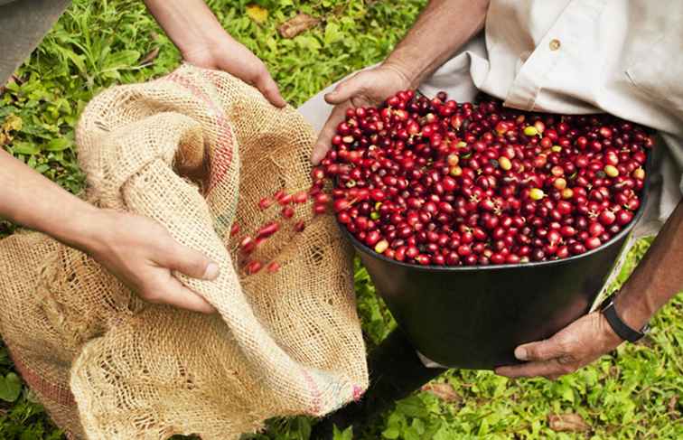 Un aperçu de la production de café en Amérique du Sud / Amérique centrale et du sud