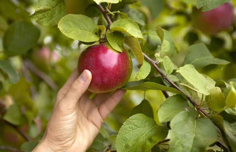 Apple Picking Near Washington, DC / Washington DC.