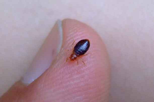 Bed Bugs wat je moet weten / hotels