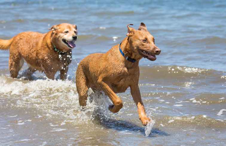 I migliori parchi e spiagge per cani fuori dal guinzaglio a San Diego