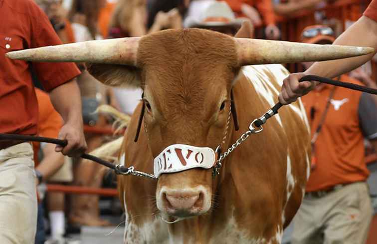 Bevo The University of Texas Mascot / Texas