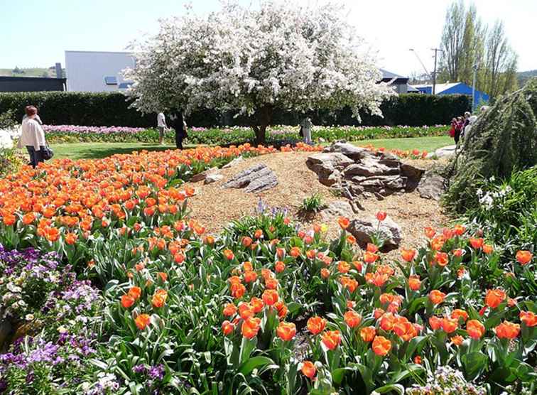 Bowral Tulip Time Festival negli altopiani meridionali / Australia