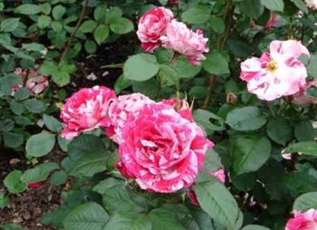 Brookside Gardens in Wheaton Regional Park / Washington, D.C..