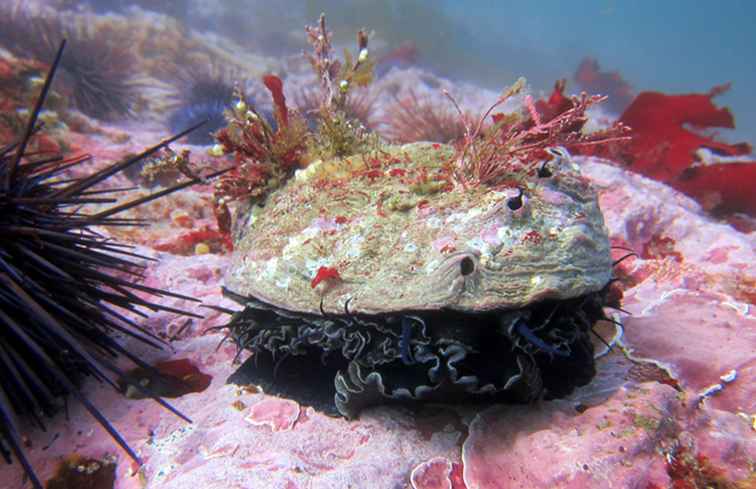 California Red Abalone Waar en Hoe te vinden / Californi�