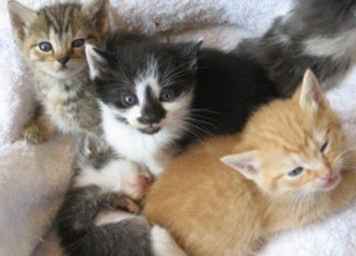 Kat van de week Kittens, Kittens, Kittens! / Alabama