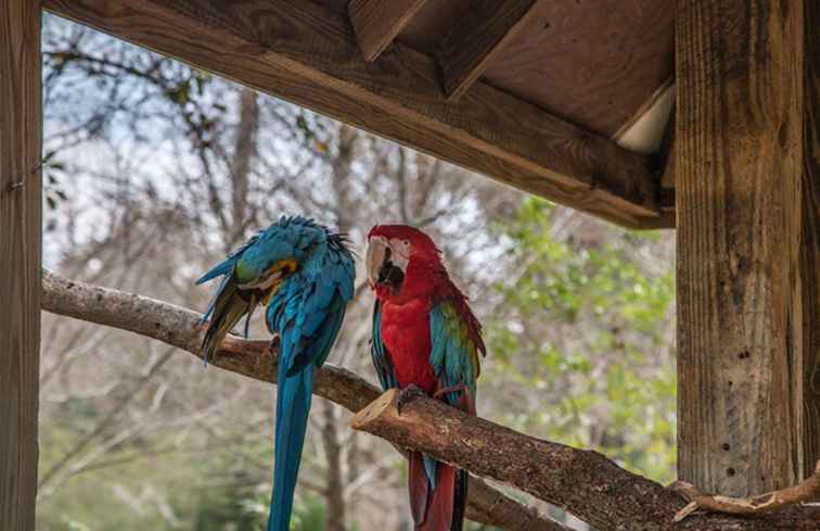 Zoo della Florida centrale e giardini botanici La guida completa / Florida