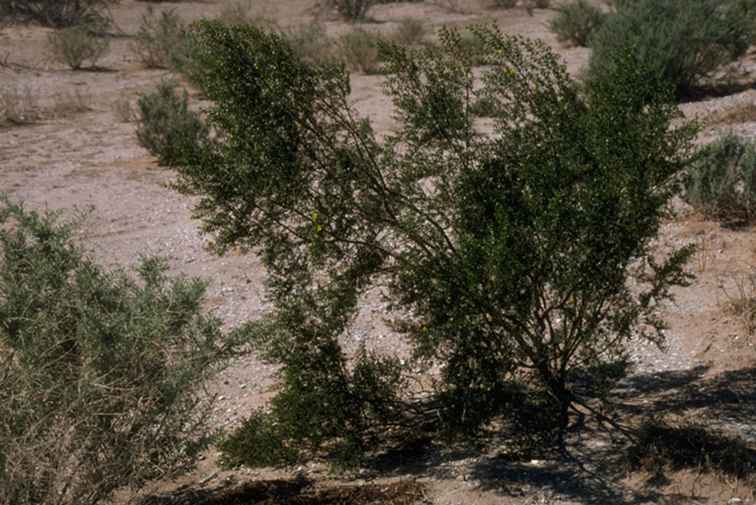 Creosoto Bush Desert Flora Plant / Arizona