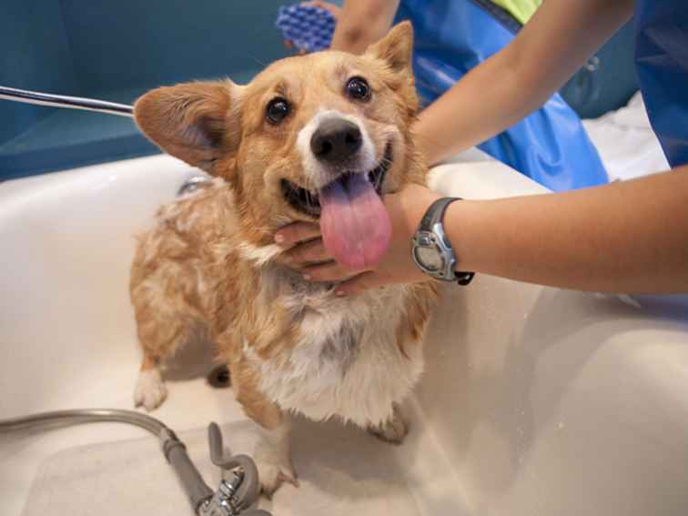 Doe-het-zelfzus Pet Bathing Facilities