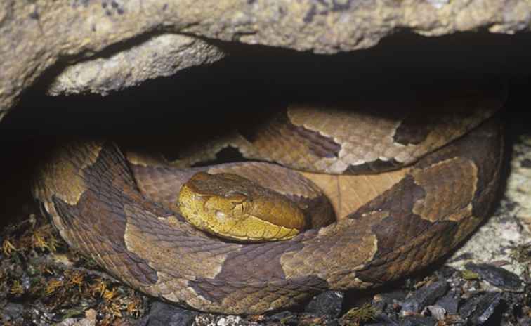 Tennessee tiene serpientes venenosas?