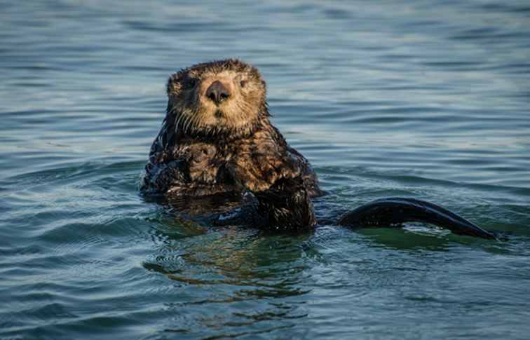 Elkhorn Slough Nature Tour, Monterey Bay / kalifornien