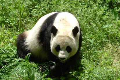 Giant Pandas i Washington DC National Zoo / Washington, D.C..