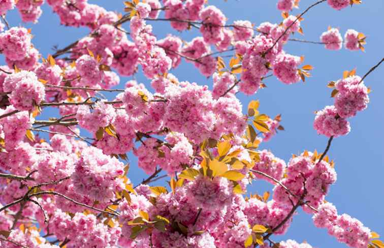 Geweldige plekken om kersenbomen te zien in Washington, D.C. / Washington, D.C..