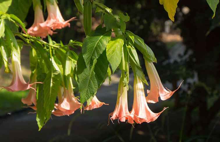 Jardines Botánicos de Hanbury | Giardini Botanici Hanbury / Italia