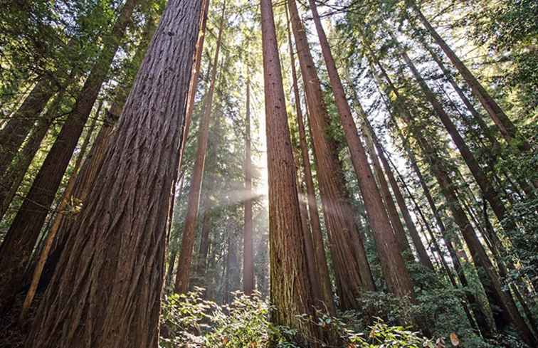 Henry Cowell Redwoods-Nationalpark-Camping / Kalifornien