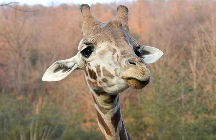 Voici comment rencontrer April the Giraffe