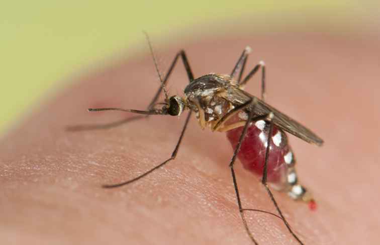 Comment le virus Zika pourrait affecter vos voyages / sécurité