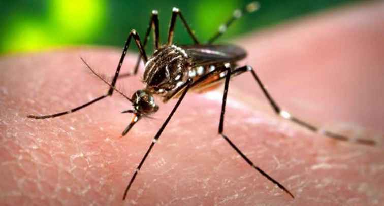 Wie man das Zika Virus während der Reise vermeidet