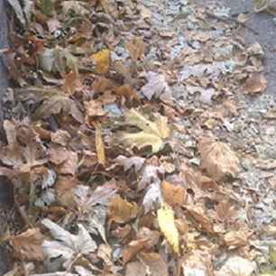 Comment se débarrasser des feuilles à Minneapolis et St. Paul / Minnesota