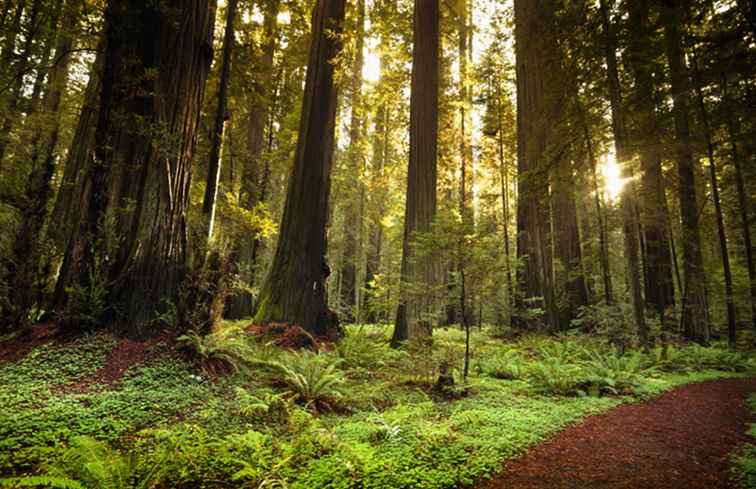 Humboldt Redwoods State Park / Californië