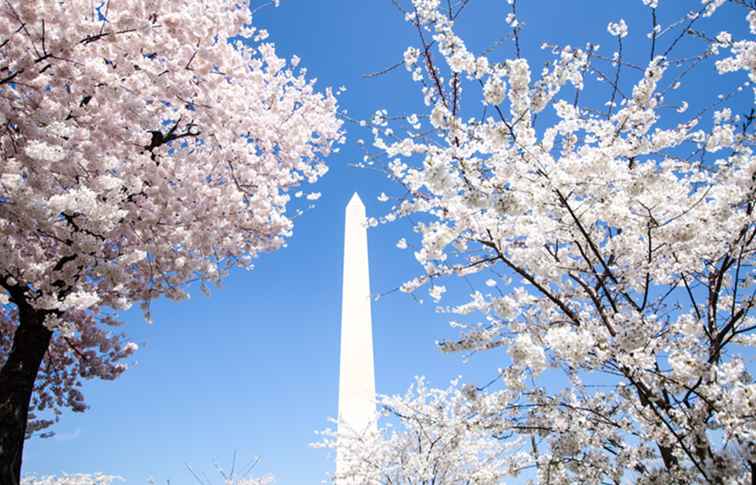 Introductie van het National Cherry Blossom Festival in Washington / Washington, D.C..