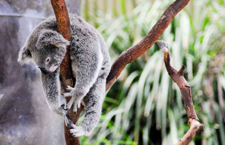 Koala Park Sanctuary cerca de Sydney, Australia